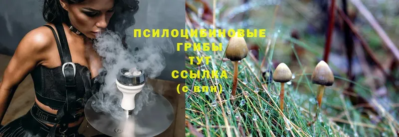 купить закладку  Невинномысск  Галлюциногенные грибы Psilocybe 